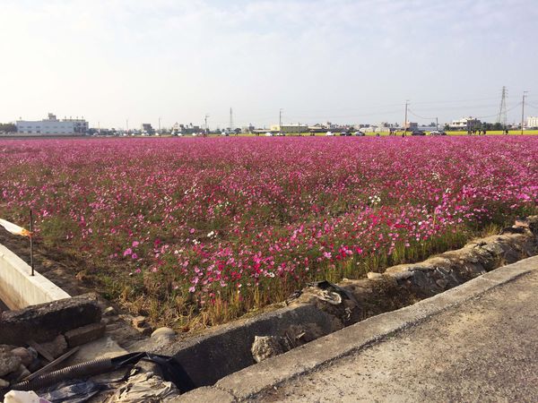 ●嘉義旅遊●太保花海節/太保里高鐵附近/賞花海/遊教堂/親子活動約會