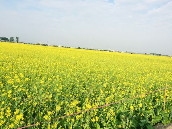 ●嘉義旅遊●太保花海節/太保里高鐵附近/賞花海/遊教堂/親子活動約會
