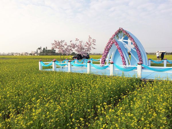 ●嘉義旅遊●太保花海節/太保里高鐵附近/賞花海/遊教堂/親子活動約會