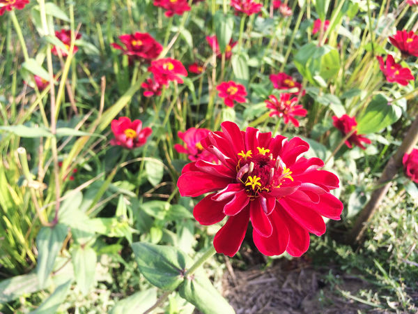●嘉義旅遊●太保花海節/太保里高鐵附近/賞花海/遊教堂/親子活動約會