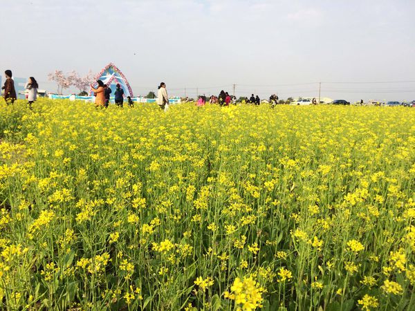 ●嘉義旅遊●太保花海節/太保里高鐵附近/賞花海/遊教堂/親子活動約會