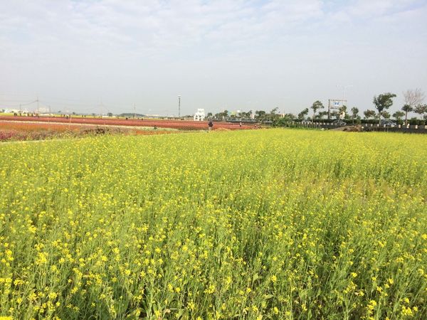 ●嘉義旅遊●太保花海節/太保里高鐵附近/賞花海/遊教堂/親子活動約會