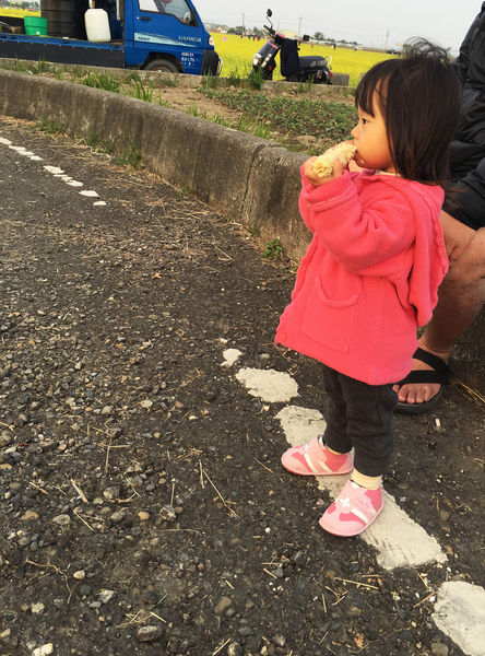 ●嘉義旅遊●太保花海節/太保里高鐵附近/賞花海/遊教堂/親子活動約會