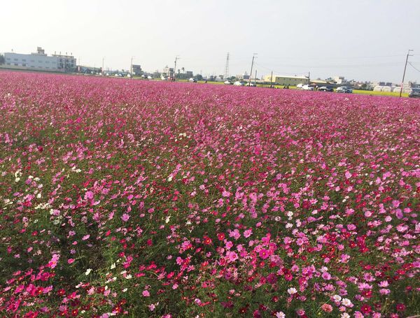 ●嘉義旅遊●太保花海節/太保里高鐵附近/賞花海/遊教堂/親子活動約會