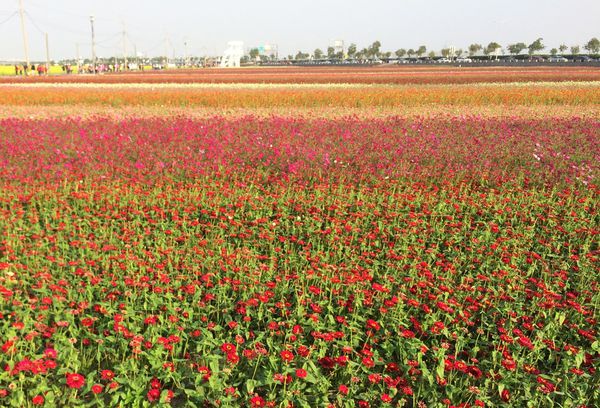 ●嘉義旅遊●太保花海節/太保里高鐵附近/賞花海/遊教堂/親子活動約會