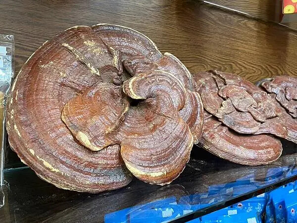 LINE_ALBUM_20241114迪化街半日遊_241115_68 LINE_ALBUM_20241114迪化街半日遊_241115_68