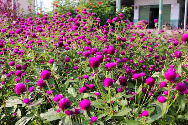 嘉興社區農塘小豬公園：【雲林景點】大埤嘉興社區農塘小豬公園~沉靜在浪漫幸福的國度的白天鵝
