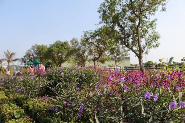 嘉興社區農塘小豬公園：【雲林景點】大埤嘉興社區農塘小豬公園~沉靜在浪漫幸福的國度的白天鵝