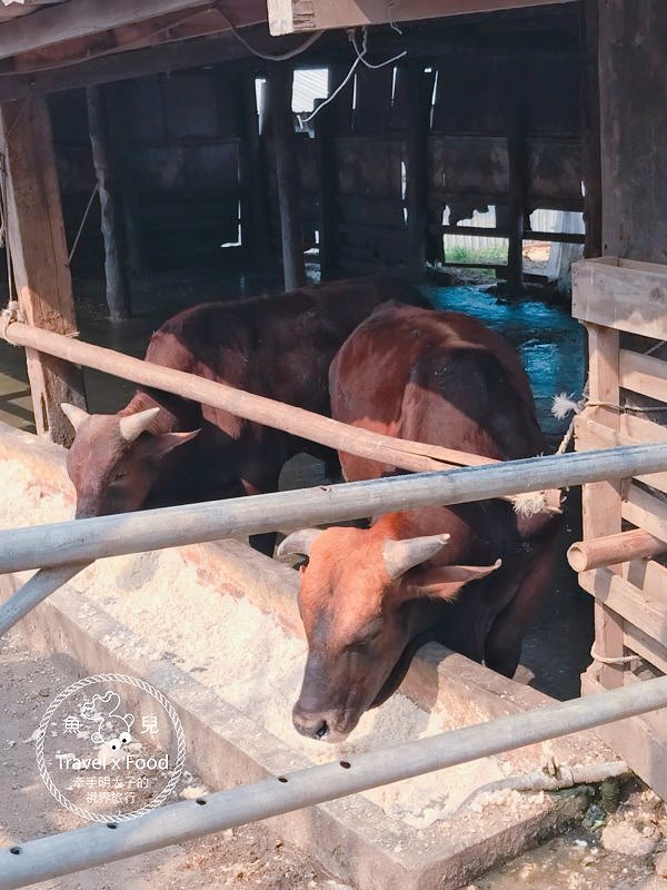 【遊】台版美國大峽谷，放養吃草的水牛坑 @魚兒 x 牽手明太子的「視」界旅行