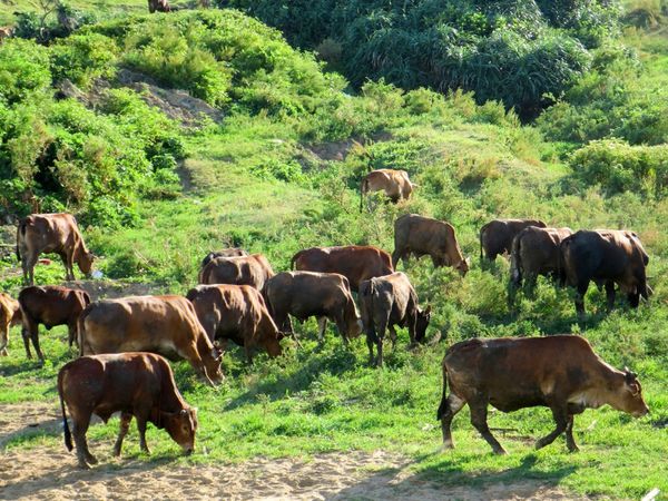 林口 水牛坑15.jpg