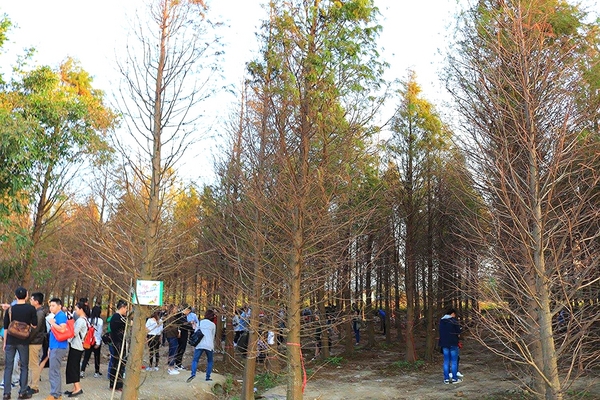 桃園落羽松：【桃園景點】桃園八德霄裡池落羽松森林~有身處異地的FU，難怪成為旅人們賞落羽松的必造訪的景點