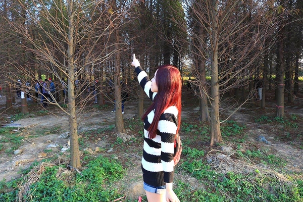 桃園落羽松：【桃園景點】桃園八德霄裡池落羽松森林~有身處異地的FU，難怪成為旅人們賞落羽松的必造訪的景點