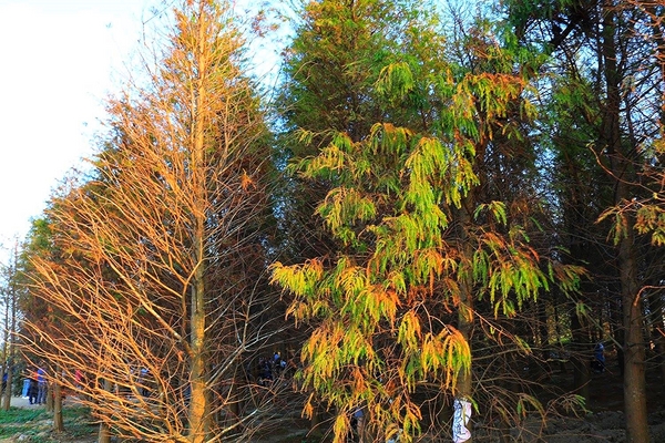 桃園落羽松：【桃園景點】桃園八德霄裡池落羽松森林~有身處異地的FU，難怪成為旅人們賞落羽松的必造訪的景點