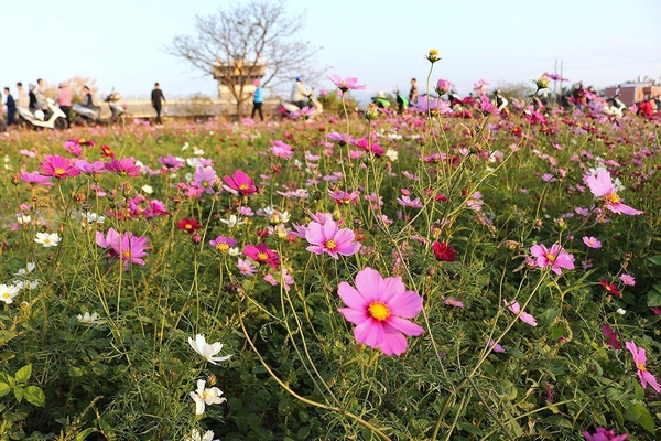 桃園落羽松：【桃園景點】桃園八德霄裡池落羽松森林~有身處異地的FU，難怪成為旅人們賞落羽松的必造訪的景點