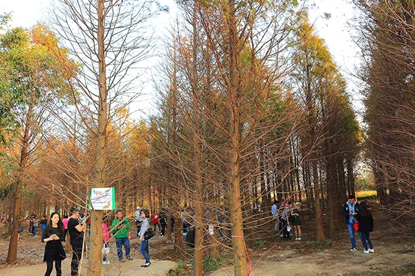 桃園落羽松：【桃園景點】桃園八德霄裡池落羽松森林~有身處異地的FU，難怪成為旅人們賞落羽松的必造訪的景點