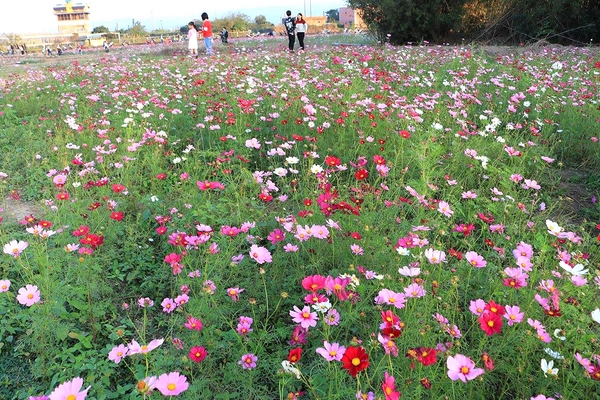 桃園落羽松：【桃園景點】桃園八德霄裡池落羽松森林~有身處異地的FU，難怪成為旅人們賞落羽松的必造訪的景點