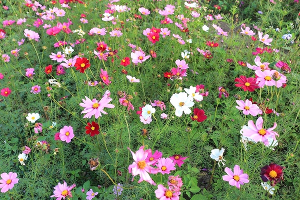桃園落羽松：【桃園景點】桃園八德霄裡池落羽松森林~有身處異地的FU，難怪成為旅人們賞落羽松的必造訪的景點