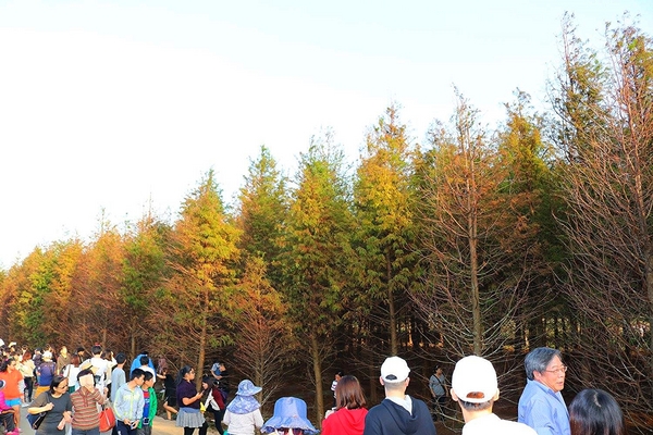 桃園落羽松：【桃園景點】桃園八德霄裡池落羽松森林~有身處異地的FU，難怪成為旅人們賞落羽松的必造訪的景點