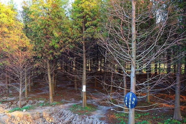 桃園落羽松：【桃園景點】桃園八德霄裡池落羽松森林~有身處異地的FU，難怪成為旅人們賞落羽松的必造訪的景點