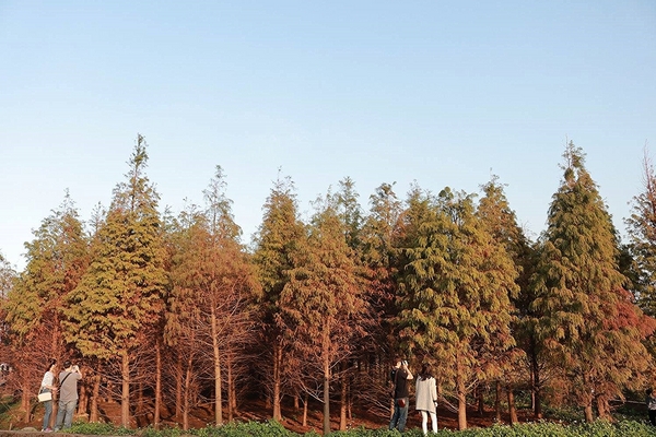 桃園落羽松：【桃園景點】桃園八德霄裡池落羽松森林~有身處異地的FU，難怪成為旅人們賞落羽松的必造訪的景點