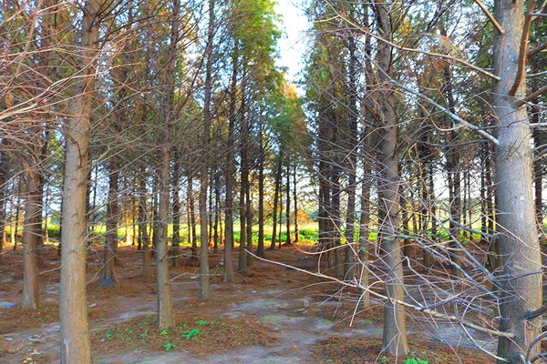 桃園落羽松：【桃園景點】桃園八德霄裡池落羽松森林~有身處異地的FU，難怪成為旅人們賞落羽松的必造訪的景點