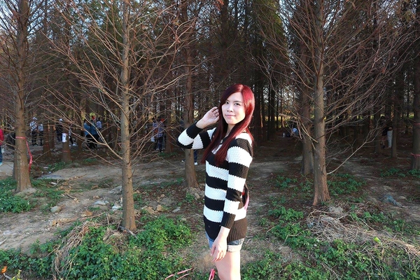 桃園落羽松：【桃園景點】桃園八德霄裡池落羽松森林~有身處異地的FU，難怪成為旅人們賞落羽松的必造訪的景點