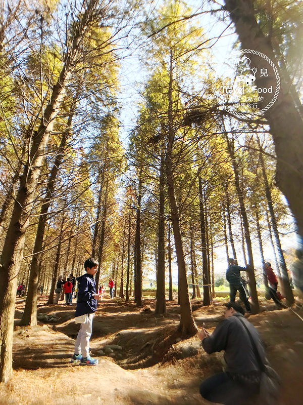 【遊】桃園八德落羽松秘境（季節限定） @魚兒 x 牽手明太子的「視」界旅行