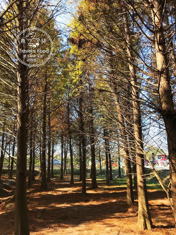 【遊】桃園八德落羽松秘境（季節限定） @魚兒 x 牽手明太子的「視」界旅行
