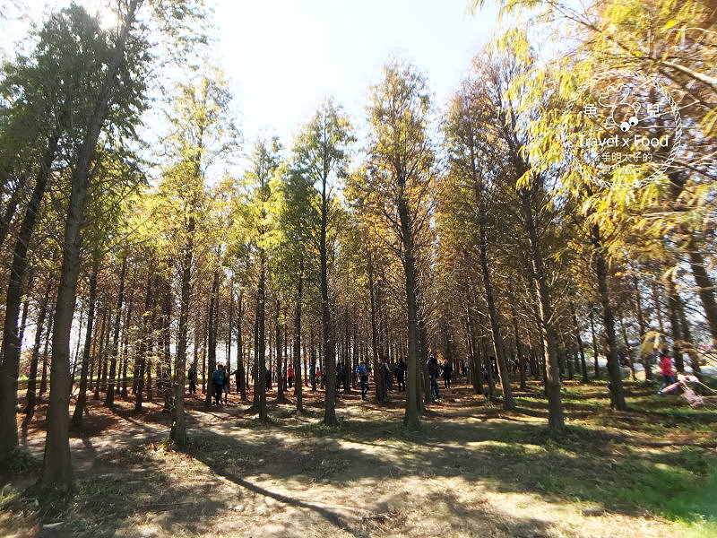 【遊】桃園八德落羽松秘境（季節限定） @魚兒 x 牽手明太子的「視」界旅行