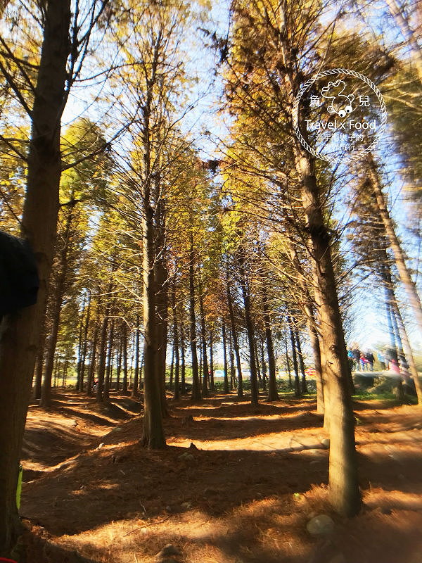 【遊】桃園八德落羽松秘境（季節限定） @魚兒 x 牽手明太子的「視」界旅行