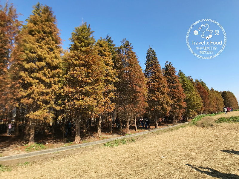 【遊】桃園八德落羽松秘境（季節限定） @魚兒 x 牽手明太子的「視」界旅行