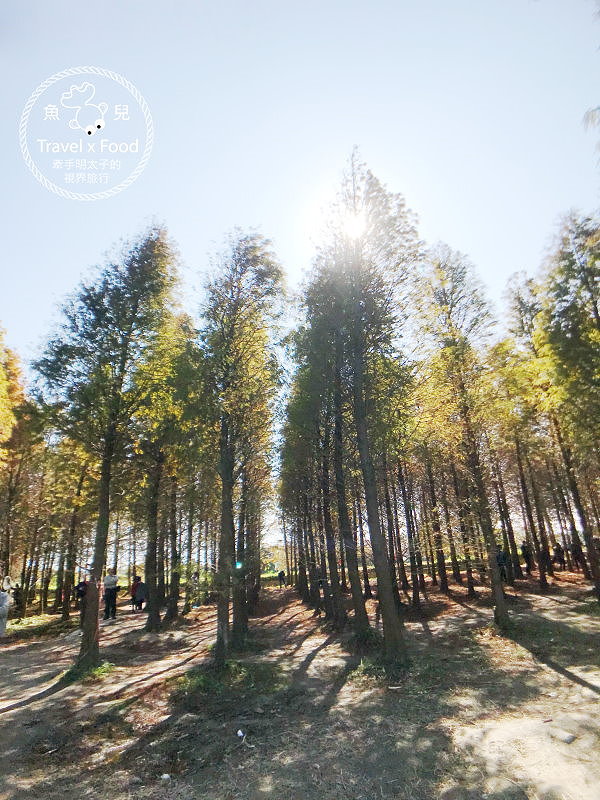 【遊】桃園八德落羽松秘境（季節限定） @魚兒 x 牽手明太子的「視」界旅行