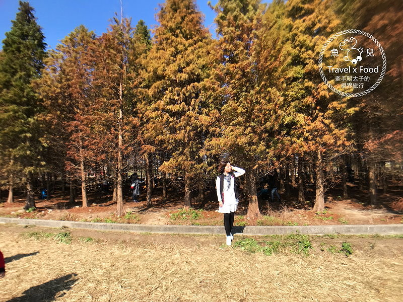 【遊】桃園八德落羽松秘境（季節限定） @魚兒 x 牽手明太子的「視」界旅行