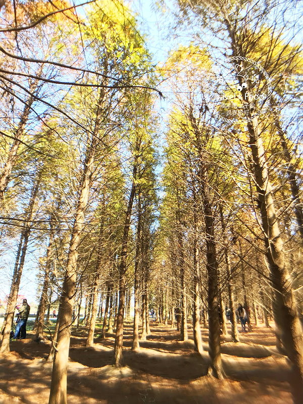 【遊】桃園八德落羽松秘境（季節限定） @魚兒 x 牽手明太子的「視」界旅行