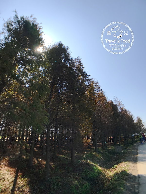 【遊】桃園八德落羽松秘境（季節限定） @魚兒 x 牽手明太子的「視」界旅行