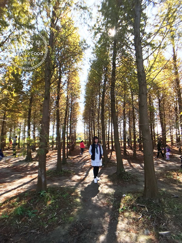 【遊】桃園八德落羽松秘境（季節限定） @魚兒 x 牽手明太子的「視」界旅行