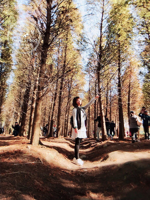 【遊】桃園八德落羽松秘境（季節限定） @魚兒 x 牽手明太子的「視」界旅行