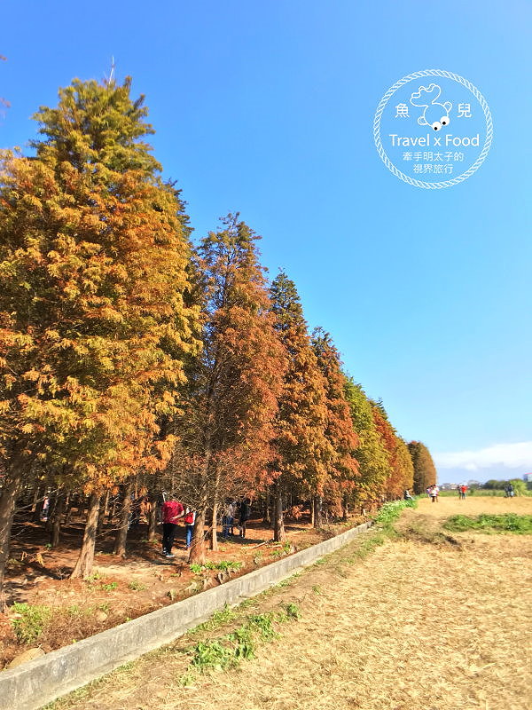 【遊】桃園八德落羽松秘境（季節限定） @魚兒 x 牽手明太子的「視」界旅行