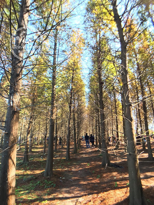 【遊】桃園八德落羽松秘境（季節限定） @魚兒 x 牽手明太子的「視」界旅行