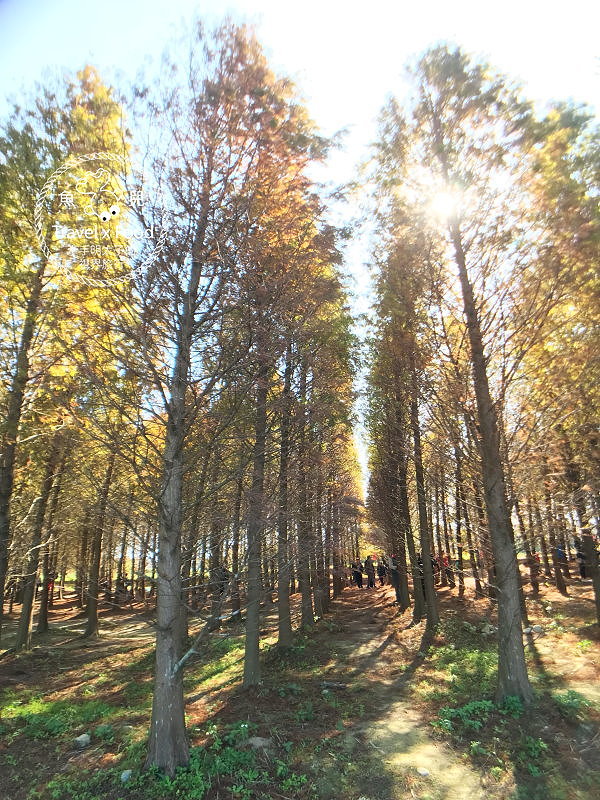 【遊】桃園八德落羽松秘境（季節限定） @魚兒 x 牽手明太子的「視」界旅行