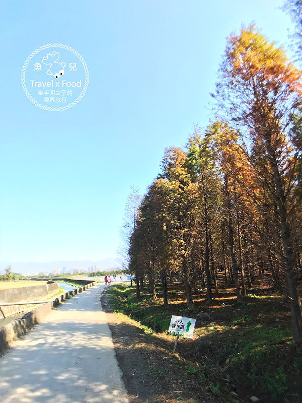 【遊】桃園八德落羽松秘境（季節限定） @魚兒 x 牽手明太子的「視」界旅行