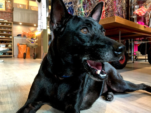 ［礁溪］人子咖啡 不一樣的美味