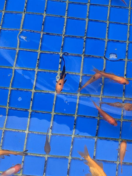 ［礁溪］九號咖啡 溫泉魚/海藻啤酒初體驗 