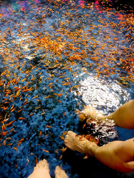 ［礁溪］九號咖啡 溫泉魚/海藻啤酒初體驗 