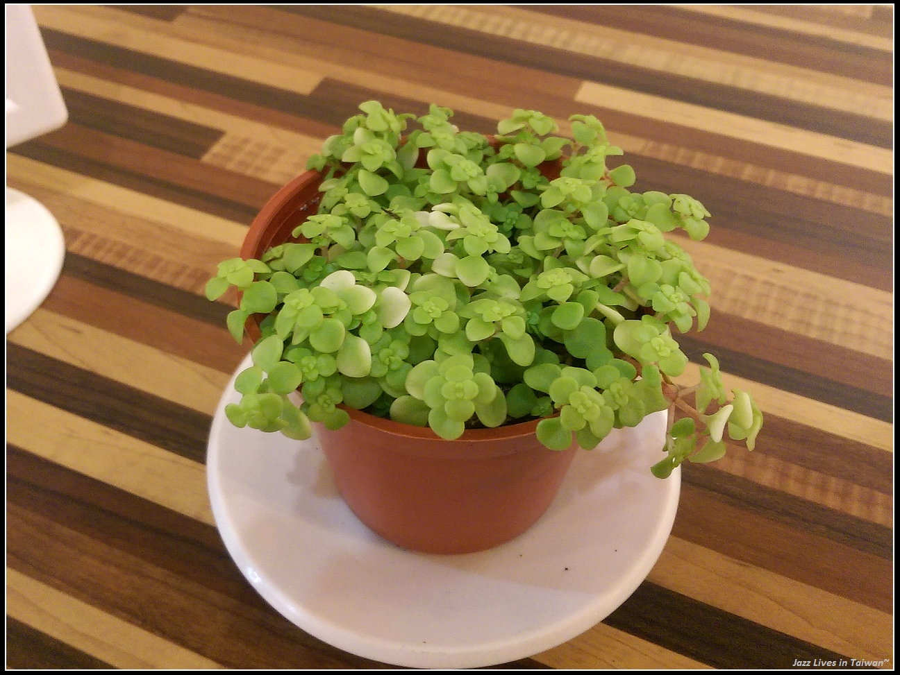 [蘇草] 這家的招牌帕里尼很厲害的真材實料