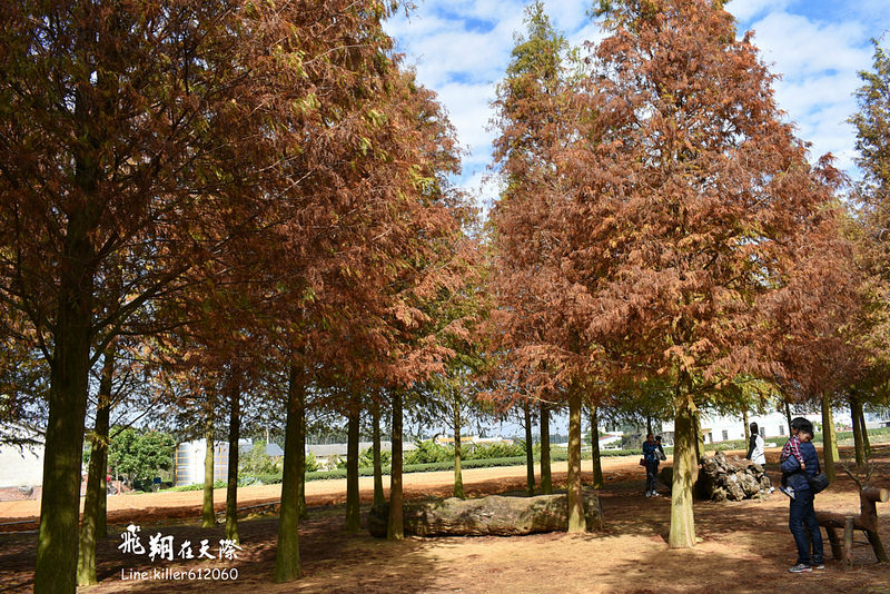 PhotoGrid_1484989706010