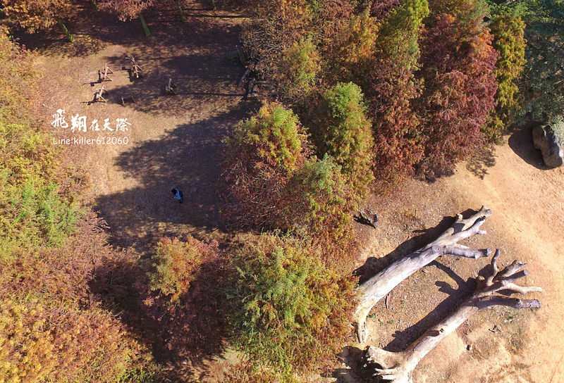 PhotoGrid_1484987480231