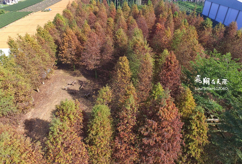 PhotoGrid_1484987507741