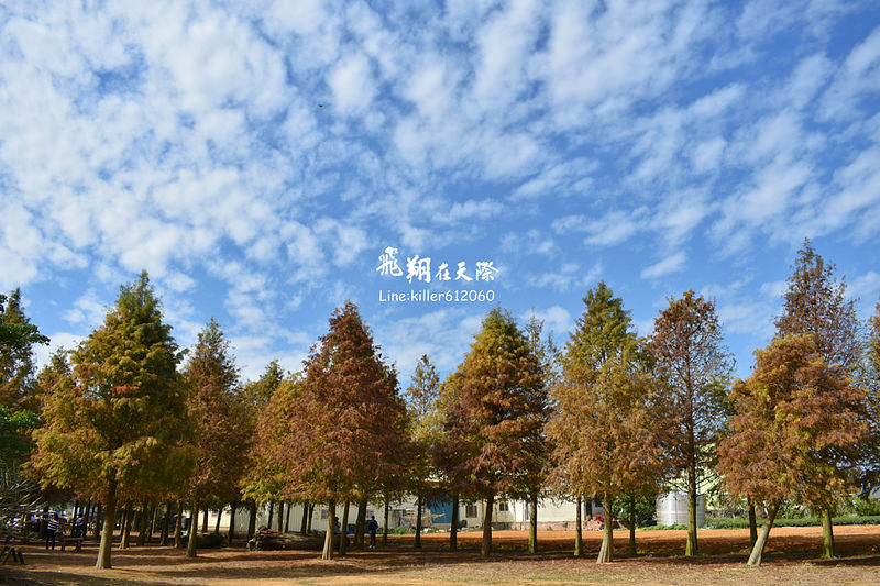 PhotoGrid_1484989734523