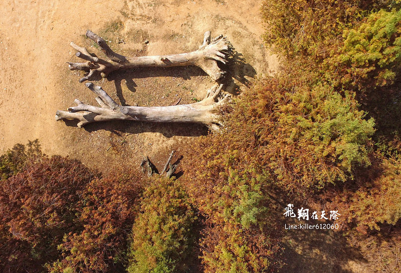 PhotoGrid_1484987707128